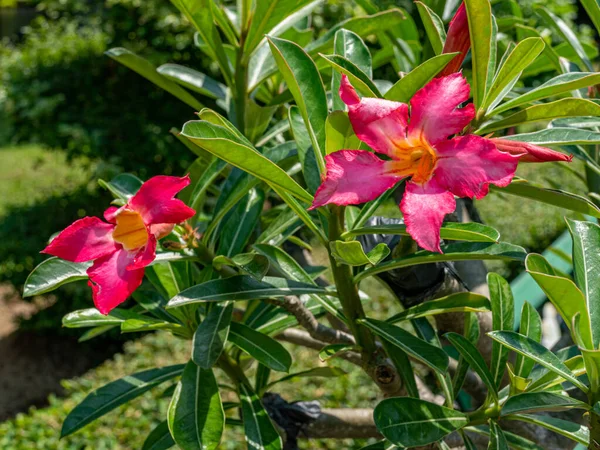 Two Desert Rose flowers beautifully blooming among green leaves.