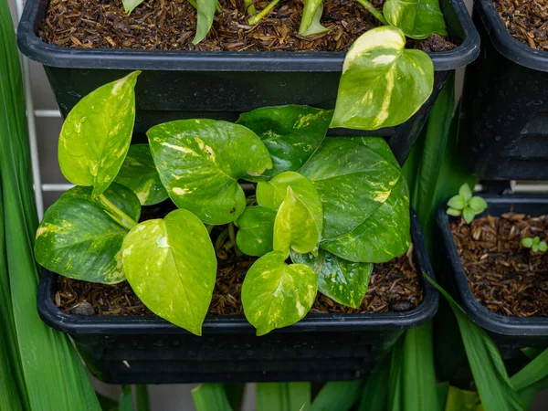 A group of early planted Devil's Ivy plants with lime green leaves placed inside a black rectangular pot with fertilized soil.