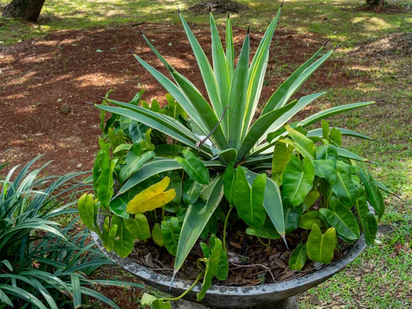 A perfectly blooming Agave plant with its sharply pointed leaves surrounded by green Philodendron leaves.