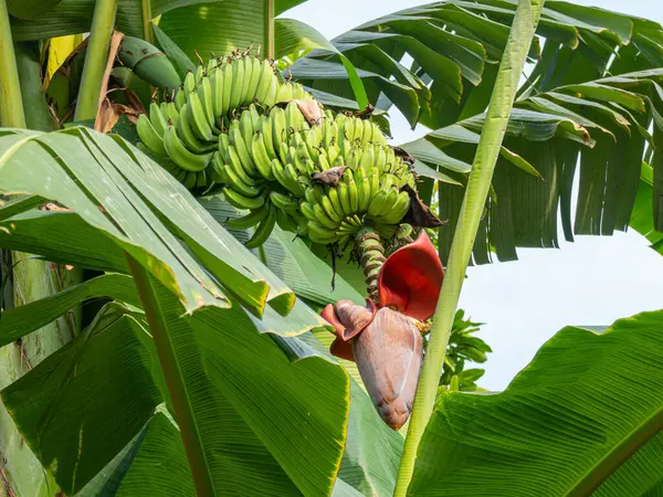 A perfect scarlet brown banana flower hanging from a large cluster of green early age bananas.