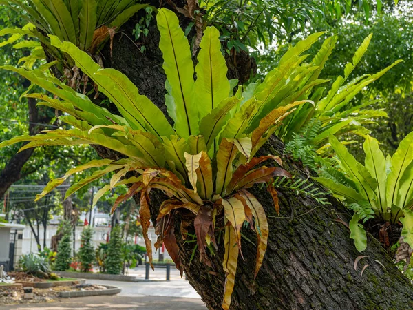 A handsome bird's nest fern plant growing on a diagonal tree trunk at a public park.