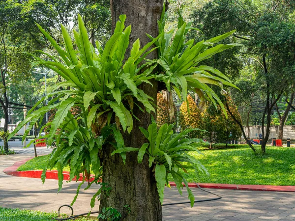 A group of newly grown bird's nest fern plants on a straight tree trunk with their fresh green leaves.
