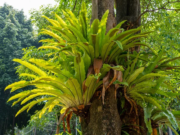 Bottom view of a cluster of aged bird's nest plants on a tree trunk, with their pale green and brown leaves.