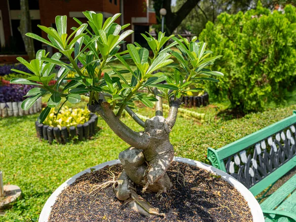 A close up look of a tidy bonsai tree planted on a pot at a university garden.