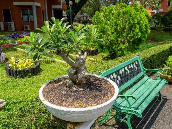 A properly maintained bonsai tree planted on a circular concrete pot with fertilized soil, next to a green park bench.