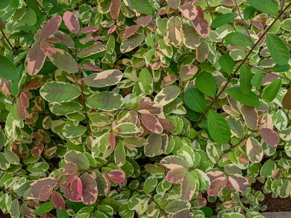 A beautiful texture of Breynia Disticha leaves with a combination of natural green, crimson, and cream colors.