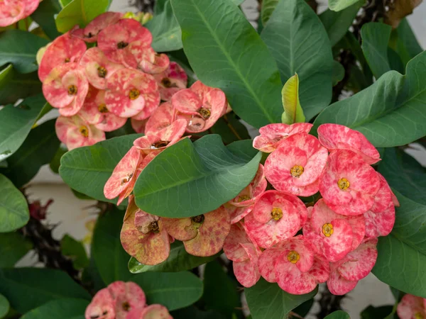 A cluster of pale pink Crown of Thorns flowers between large green leaves.