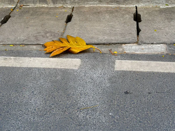 A large yellow leaf lying on a sidewalk on a summer day.
