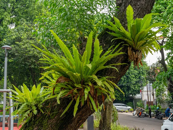A group of aging bird's nest fern plants with some dry brown leaves
