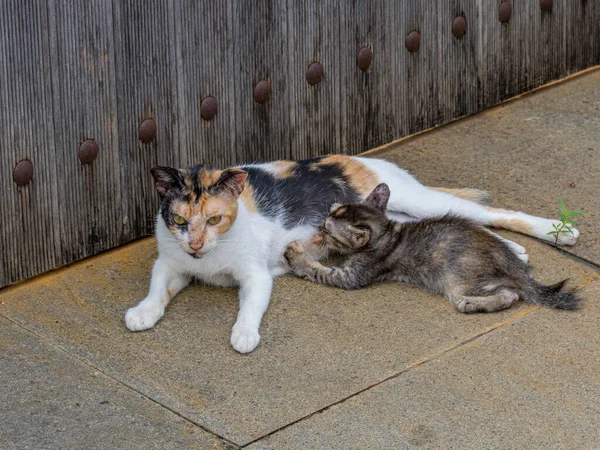 A mother cat is feeding its kitten next to a wooden gate on a stone floor.