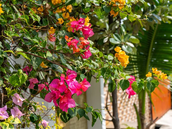 A small cluster of pink Bougenvillea Glabra flowers among green leaves and their orange variants.