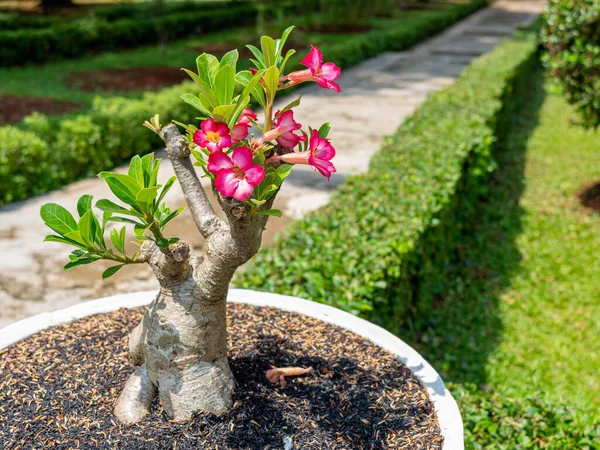 A cute bonsai tree with pink desert rose flowers planted on a circular pot next to a pathway at a university garden.