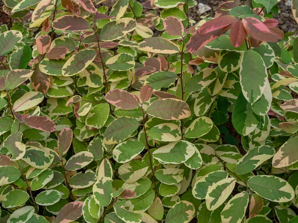 A beautiful texture of a cluster of Breynia Disticha with a combination of pastel green, cream, and crimson at a public park.