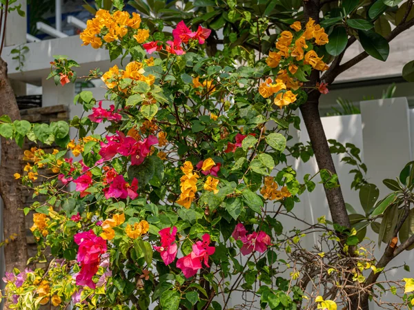 A beautiful and colorful cluster of Bougenvillea Glabra flowers with small red and orange petals among green leaves.