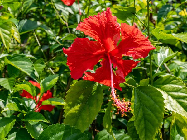 A bright red hibiscus flower with a long pistil among green leaves surrounding.