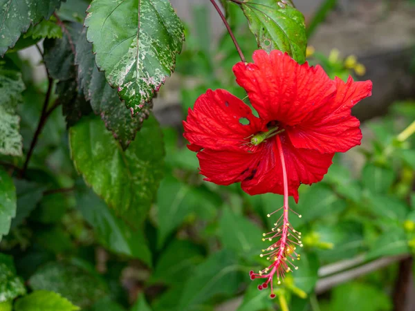 A sanctuary red hibiscus flower for a small grasshopper, among green surrounding.