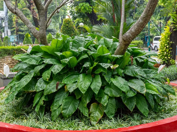 A dense Peace Lily thicket with large green leaves and tree trunks coming out of it at a public park.