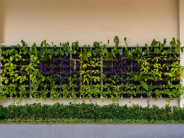 A tidy display of vertically and horizontally arranged potted plants collection placed at a cream-colored wall.