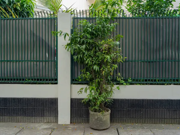 A potted decorative plant placed outside a fence wall of a house.