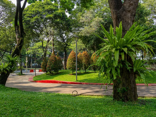 A restful view of a public city park with a stone pathway, green bird\'s nest fern plants growing on a large tree trunk, and rows of Red Shoot trees over a tidy green grass.