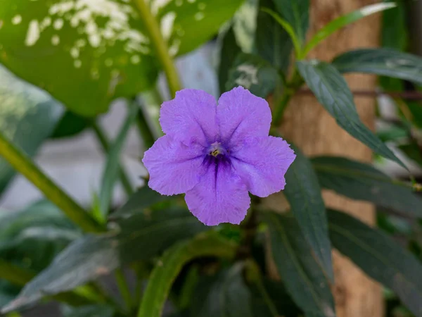 A pretty purple Ruellia Tuberosa flower with five petals isolated with a narrow depth of field between green leaves.
