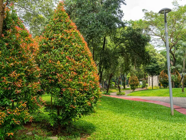 A large and beautifully shaped Red Shoot tree with its reddish green color texture magnificently standing on green grass near a jogging track at a public park.