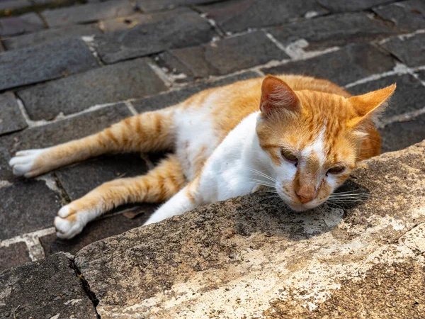 A sleepy cat with orange and white fur lying on a stone floor with its head leaning on a stone stair step.