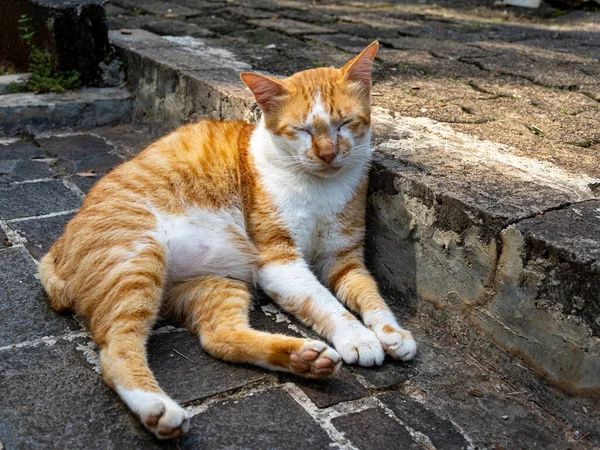 A sleeping cat with orange and white fur leaning on a stone stair step and on a stone floor on a sunny day.