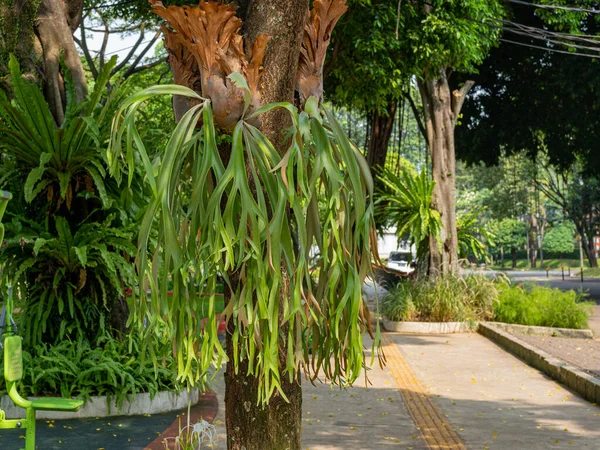 A small group of Staghorn Fern plants hanging on a small tree trunk at a public park.