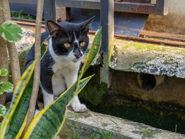 A cat with black and white fur is lurking behind a plant on a solid concrete.