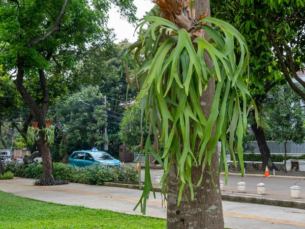 Staghorn Fern plant hanging on a small tree trunk at a tidy public park.