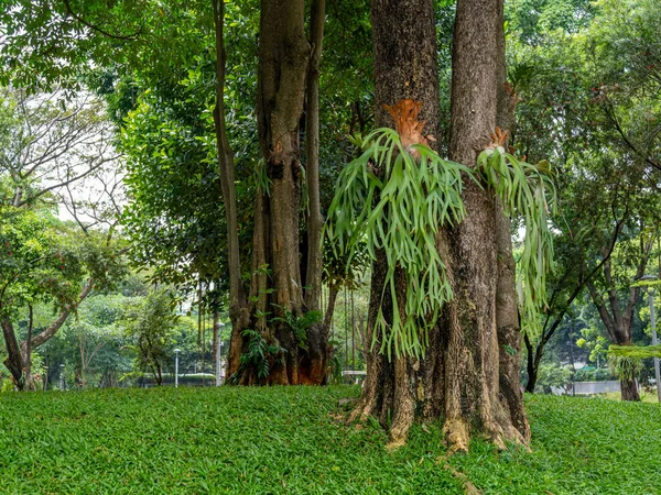 Green Staghorn Fern plants growing on an old tree trunk at a public park on a sunny morning.