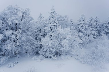Karla kaplı ağaçlarla kaplı kış manzarası