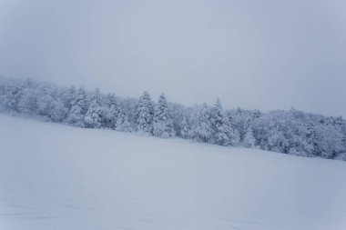 Karla kaplı ağaçlarla kaplı güzel kış manzarası