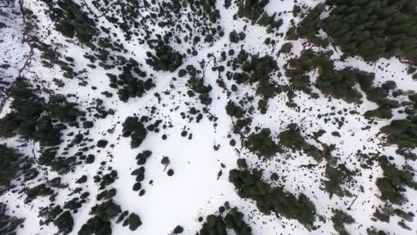 Великі Аерофотознімки Над Засніженим Лісом Пташиної Точки Зору — стокове відео