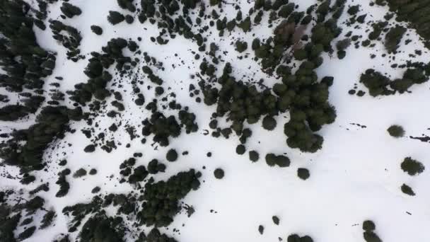 Great Aerial Footage Snowy Forest Bird Perspective — Stock video