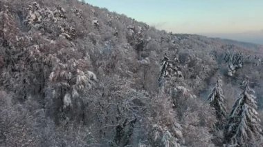 Great 4K aerial footage of a snowy forest in Obersiggenthal a small village in the canton of Aargau in Switzerland.