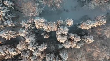 Great 4K aerial footage of a snowy forest viewed from a bird's eye view.