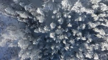 Great 4K aerial footage of the trees in the Swiss mountains covered in snow from the blizzard.