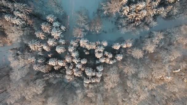 Great Aerial Footage Snowy Forest Viewed Bird Eye View — Αρχείο Βίντεο
