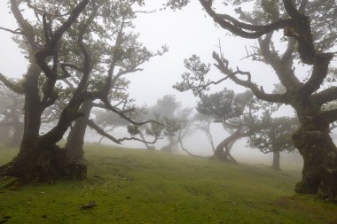 Good walk through a misty forest in Madeira called Fanal.