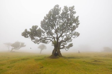 Great forest with many lonely trees disappearing in the fog on the island of Madeira in Portugal.
