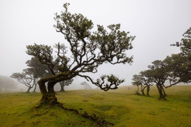Epic mood in the fairy forest on Madeira with really dense fog.