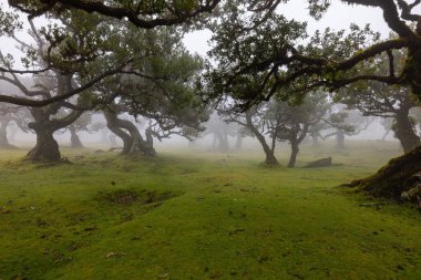 Amazing landscape in the thick fog of Madeira in a mystical forest called Fanal.