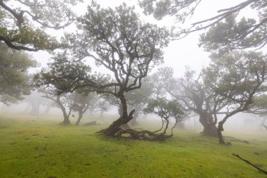 Amazing landscape in the thick fog of Madeira in a mystical forest called Fanal.