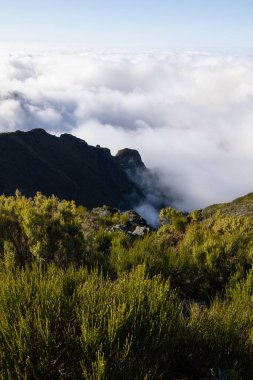 Incredible view of a sea of fog in Madeira and beautiful plants in the foreground.
