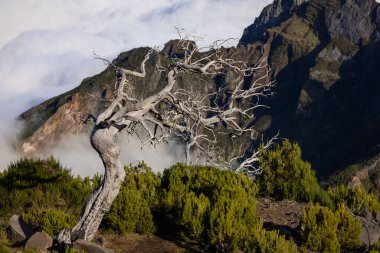 Madeira, Portekiz 'in yüksek manzarasında bir sürü ölü ağaç var. Harika fotoğraf konusu.