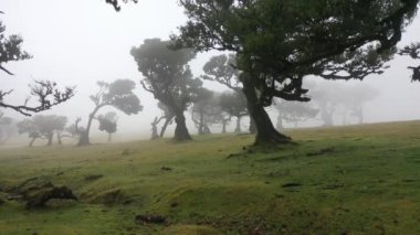 Awesome video in Madeira's Fanal forest with some dead trees and epic fog sweeping across the grass in 4K.
