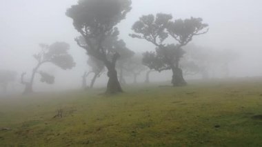 Awesome video in Madeira's Fanal forest with some dead trees and epic fog sweeping across the grass in 4K.