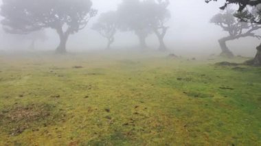 Awesome video in Madeira's Fanal forest with some dead trees and epic fog sweeping across the grass in 4K.